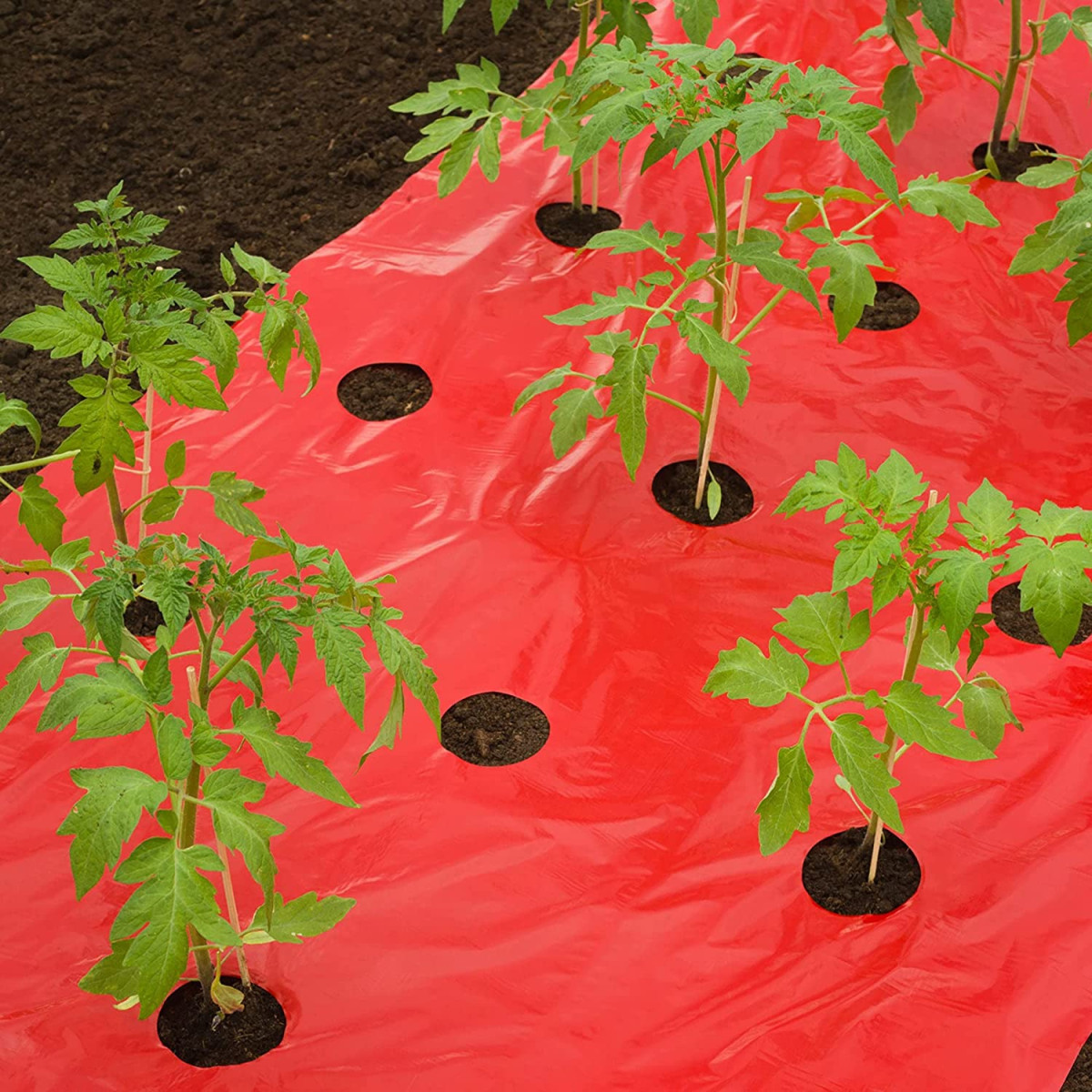 NATURE Mulchfolie, Anzuchtfolie für TOMATEN rot, 0,95 x 5 m