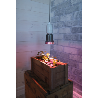 STAR Trading LED-Pflanzenlampe Wachsen Reflektor 5W E27