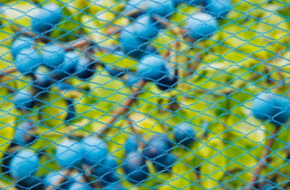 NATURE Vogelschutznetz NANOfil - 5 x 2 m