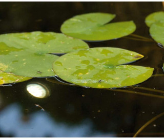 Ubbink MultiBright 20 LEDs - Unterwasserleuchte