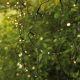 Mark Slöjd LED-Lichtervorhang Garden 24, 160 LEDs 3,5 W, schwarzes Kabel