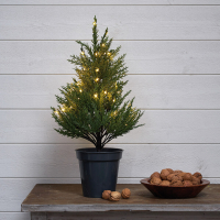 Star Trading Weihnachtsbäumchen Thuja, 40 warmweiße LEDs