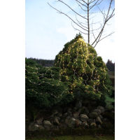 STAR Trading LED-Lichterkette Dew Drops outdoor 200 BS ww/silber