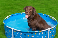 Bestway Frame Pool Pfotefür Haustiere Durchm. 122 x 30,5 cm